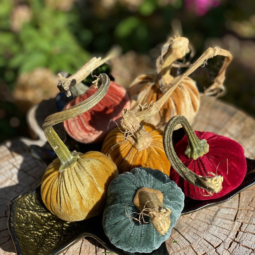 Velvet pumpkins - Picture 2 of 5